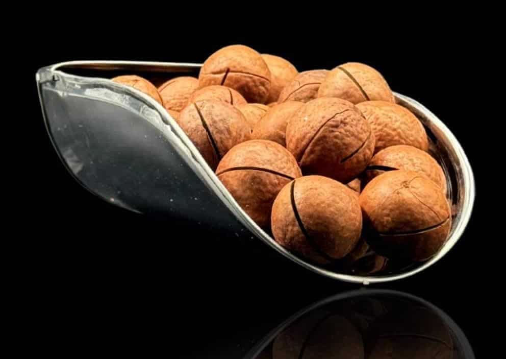 قیمت خرید فندق استرالیایی  + فروش ویژه